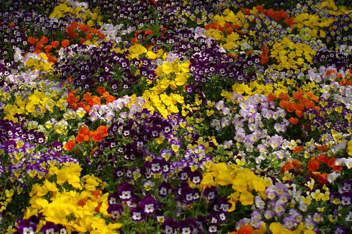1000mi0's tweet image. PENTAX K100D + FA50mm F1.4
フラワーガーデン
バラ以外も咲いてます。
#Ｋマウント #PENTAX #総合レクレーション公園 #江戸川区 #南葛西