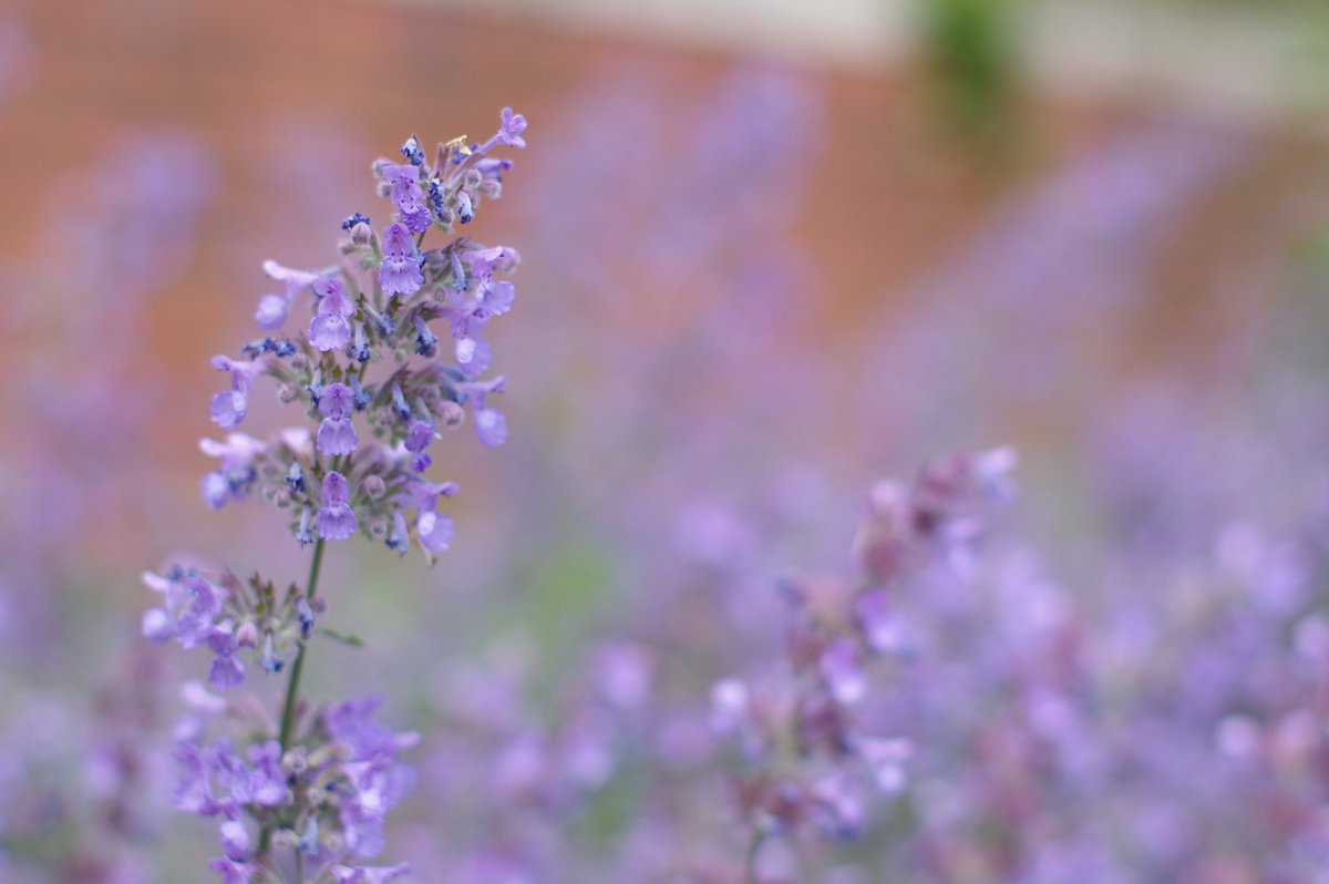 1000mi0's tweet image. PENTAX K100D + FA50mm F1.4
フラワーガーデン
バラ以外も咲いてます。
#Ｋマウント #PENTAX #総合レクレーション公園 #江戸川区 #南葛西