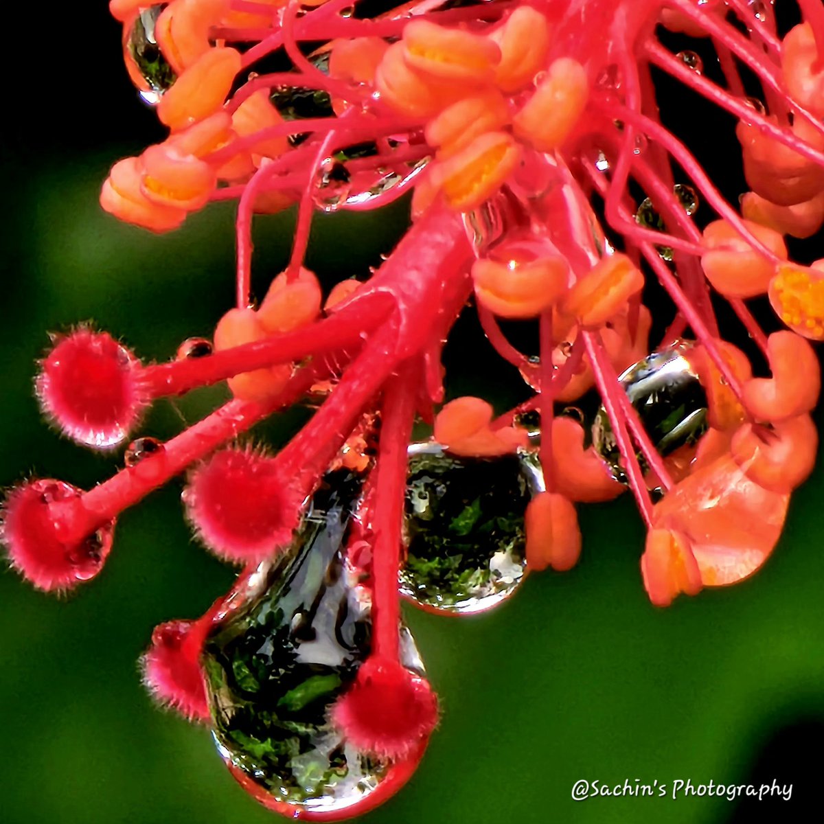 SachinAcharya's tweet image. Let's see those droplets! 💧📸

Red bloom, morning raindroplets, Crystals cling to velvet threads, Nature’s quiet breath.✨️

#photography #Nature #macrophotography #StormHour #ThePhotoHour #EarthCurated #withGalaxy #ShotOnSnapdragon