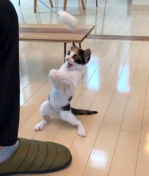 Cats all the way tweet media