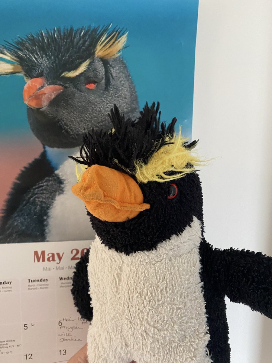 Perry the Penguin tweet media