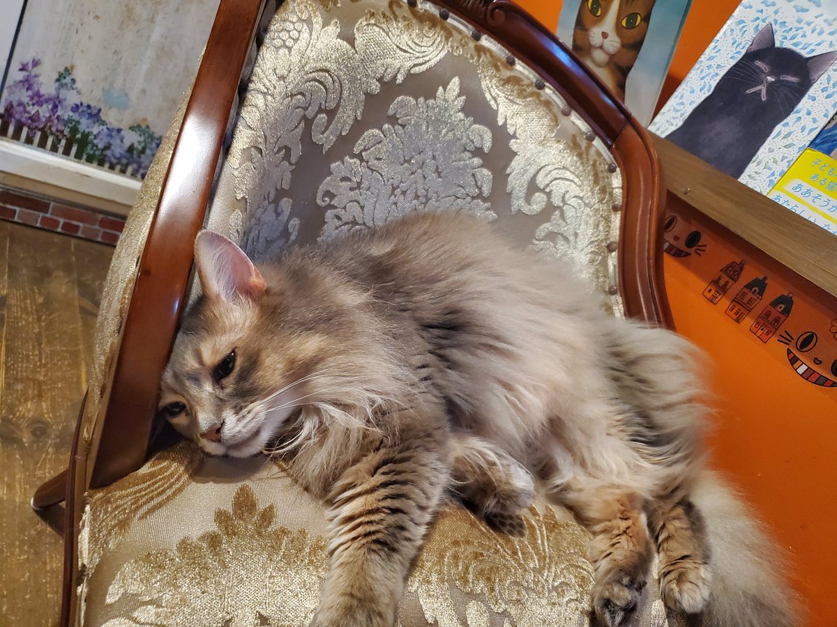 猫カフェ猫音 tweet media
