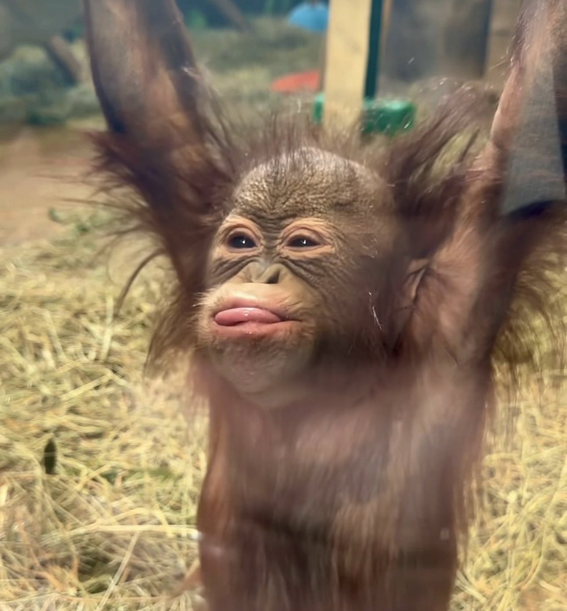 Apetimus Primate tweet media