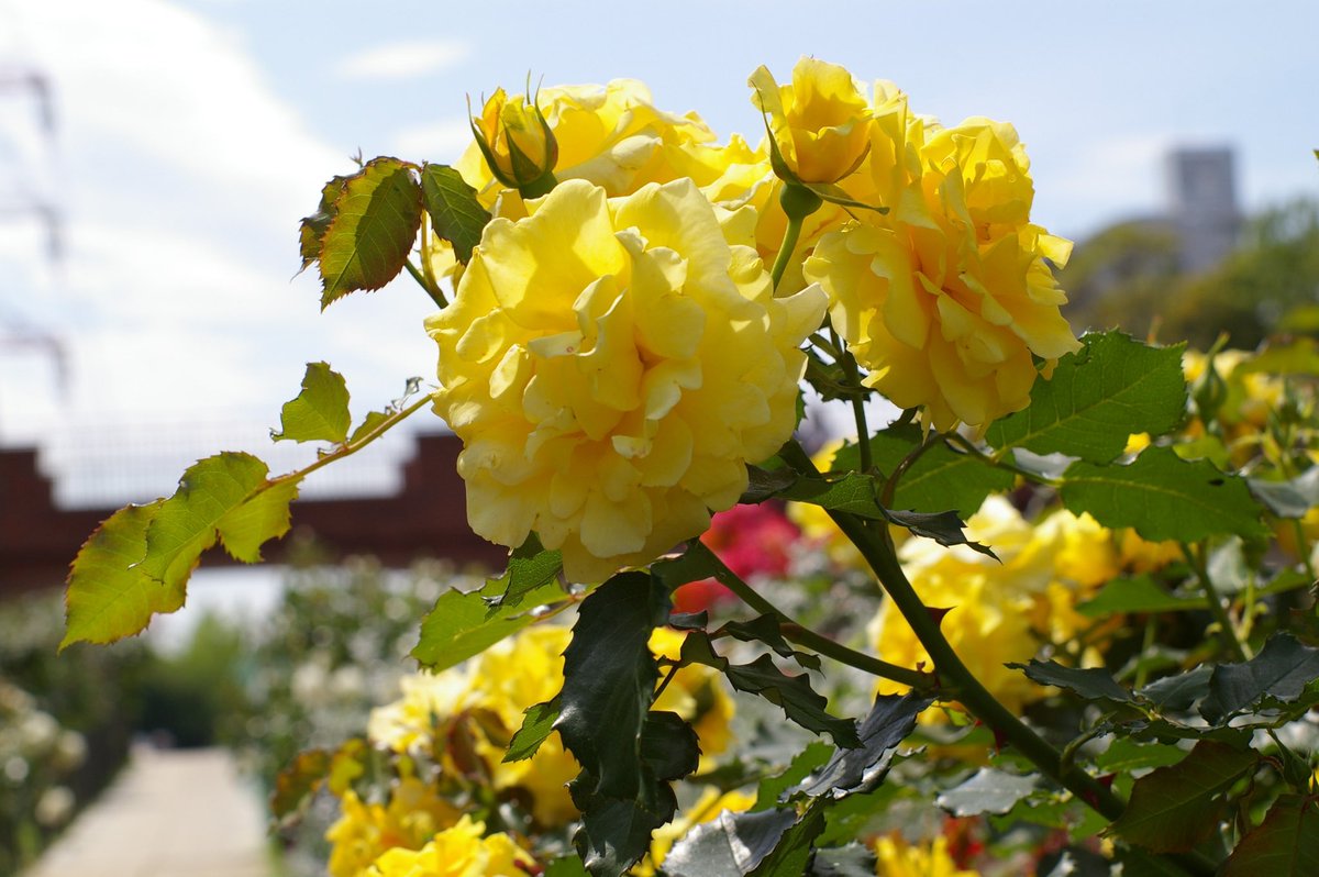 1000mi0's tweet image. PENTAX K100D + FA50mm F1.4
フラワーガーデン
花は晴れより曇り気味の方が個人的に撮りやすいです。
#Ｋマウント #PENTAX #総合レクレーション公園 #江戸川区 #南葛西