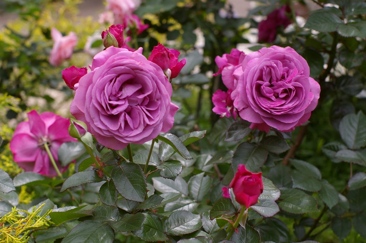 1000mi0's tweet image. PENTAX K100D + FA50mm F1.4
フラワーガーデン
花は晴れより曇り気味の方が個人的に撮りやすいです。
#Ｋマウント #PENTAX #総合レクレーション公園 #江戸川区 #南葛西