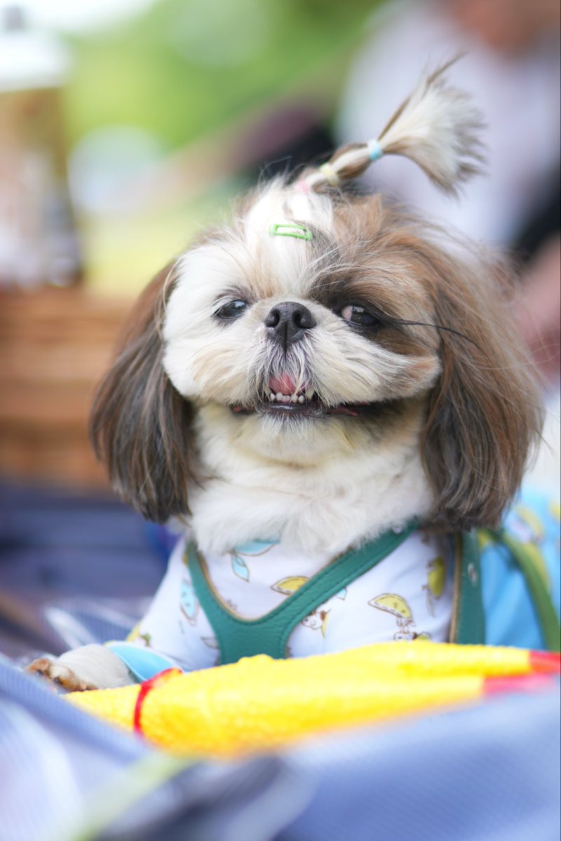 shockerTAK's tweet image. めっちゃ可愛い😍
#shihtzu
#dog
#シーズー
#ミックス犬
＃犬