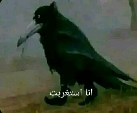 الدولي tweet media