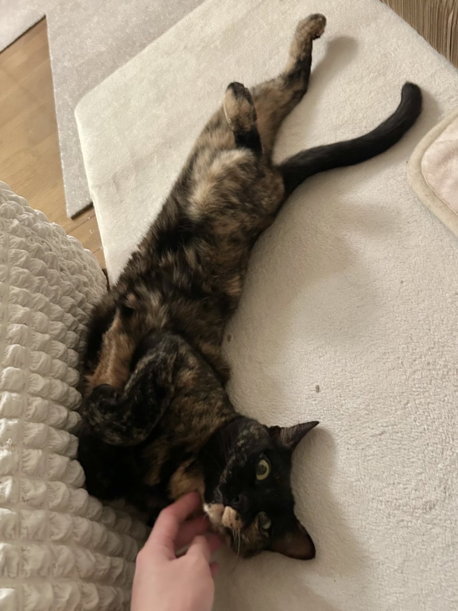 ごんねこ tweet media