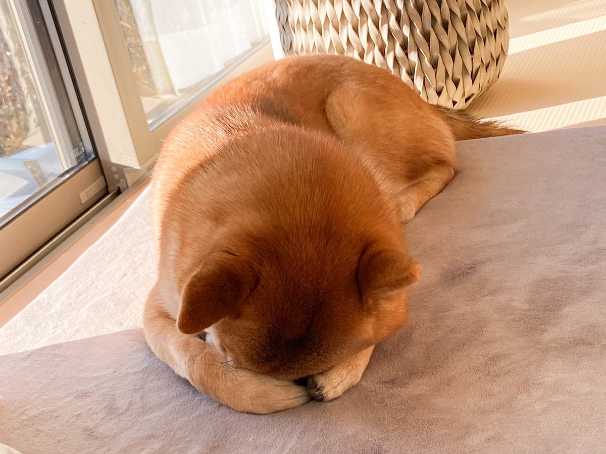 柴犬おとちゃん🐕6歳 tweet media