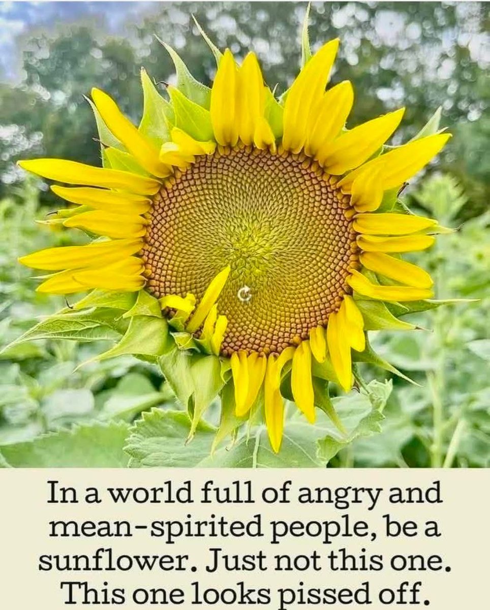 gnome_chip's tweet photo. https://t.co/58vNfaY6Uk
