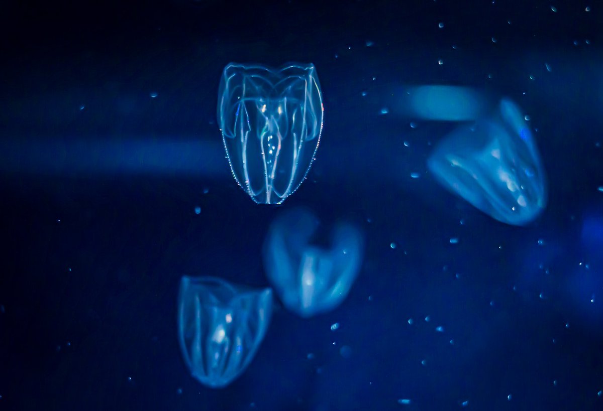 pianississiyo's tweet image. #GWはフォロワーさんが増えるらしい

#SONY #α7lll #Jellyfish 
#これソニーで撮りました