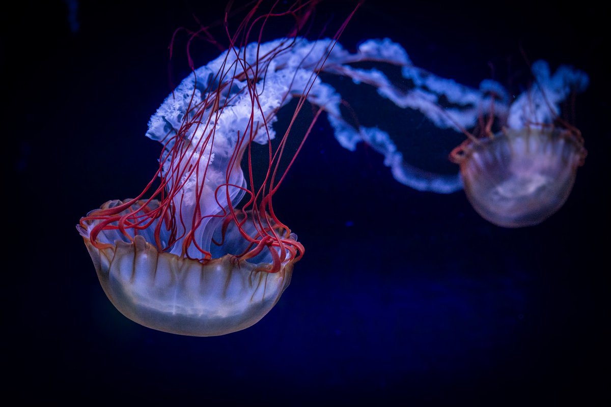 pianississiyo's tweet image. #GWはフォロワーさんが増えるらしい

#SONY #α7lll #Jellyfish 
#これソニーで撮りました