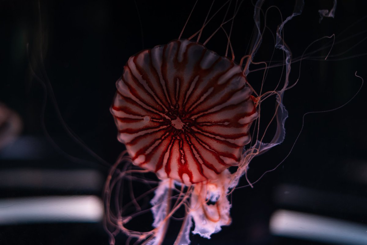 pianississiyo's tweet image. #GWはフォロワーさんが増えるらしい

#SONY #α7lll #Jellyfish 
#これソニーで撮りました