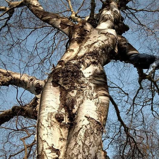 Pareidolia is better considered as seeing patterns because patterns are ...