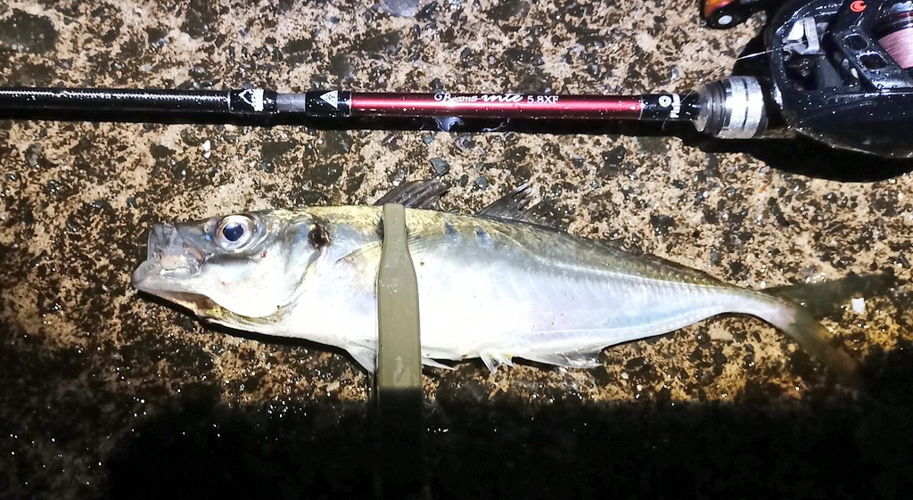 tenchiwa1's tweet image. 早速大きめのアジで鱗付✨

inte58xfはいいじゃないか🤩

#fishman