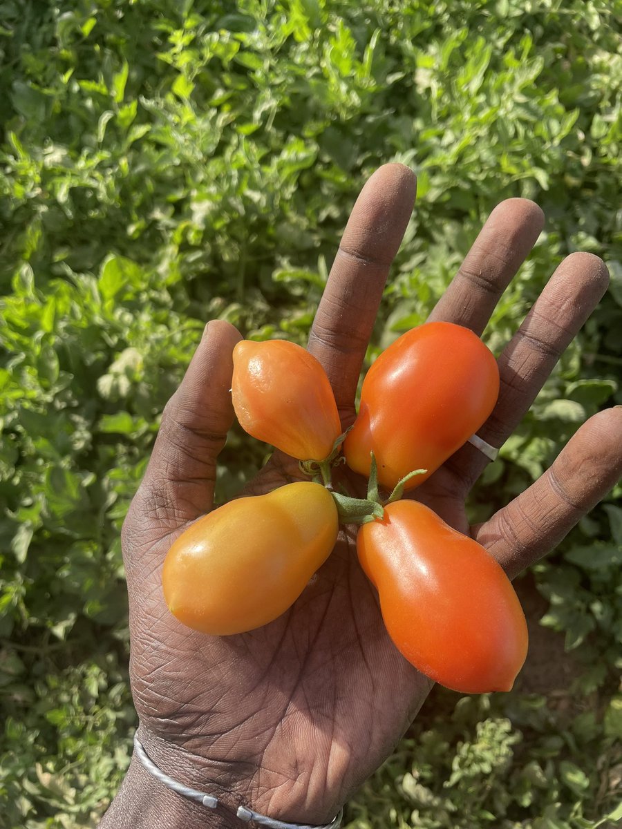 DiengAb21's tweet image. Dimanche = passion + détente ✨
Chacun dans son univers, chacun dans ce qu’il aime ❤️
Balance ta photo et montre-nous ton moment du dimanche 📸

Moi ? Le jardin 🌱🔥

#SundayMood #Passion #Dimanche #Jardinage #GreenLife #PLD #senegal