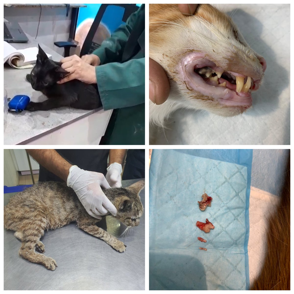 Warrior pets tweet media