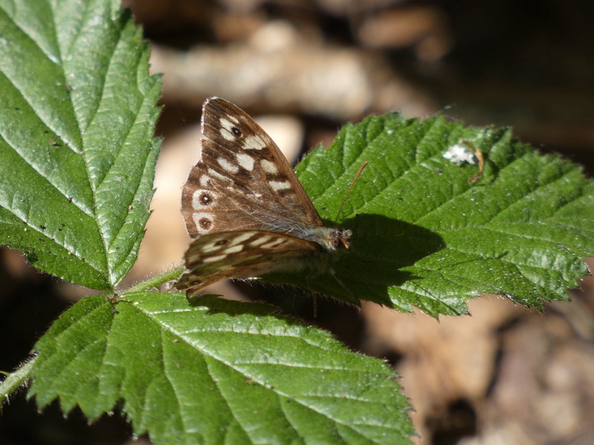 andy_goodey's tweet image. Some of the butterflies at Friday Wood, Colchester yesterday: Holly Blue, Speckled Wood, a good emergence of Small Coppers and Painted Lady. No sign of any green hairstreaks despite searching 
@bc_cambs_essex @EssexWildlife 
@EssexFieldClub 
#nature