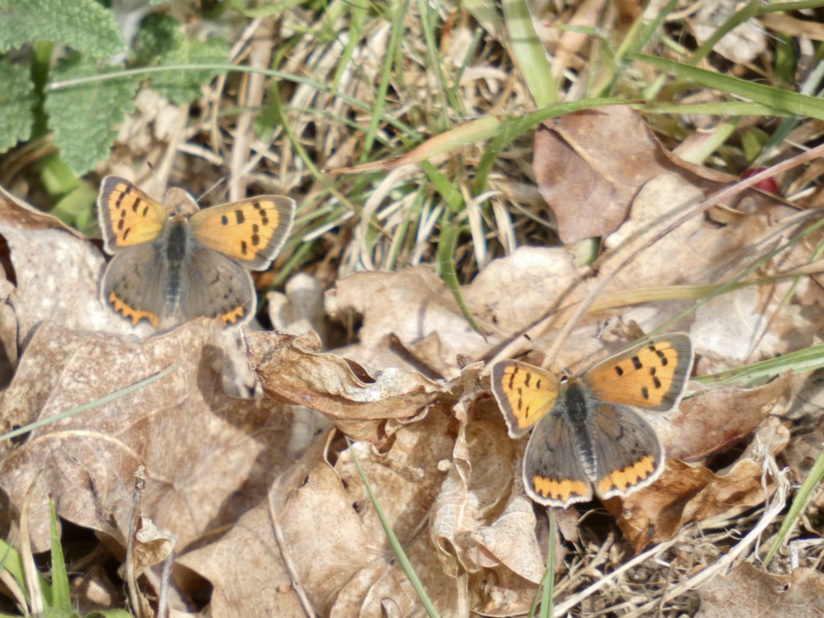 andy_goodey's tweet image. Some of the butterflies at Friday Wood, Colchester yesterday: Holly Blue, Speckled Wood, a good emergence of Small Coppers and Painted Lady. No sign of any green hairstreaks despite searching 
@bc_cambs_essex @EssexWildlife 
@EssexFieldClub 
#nature