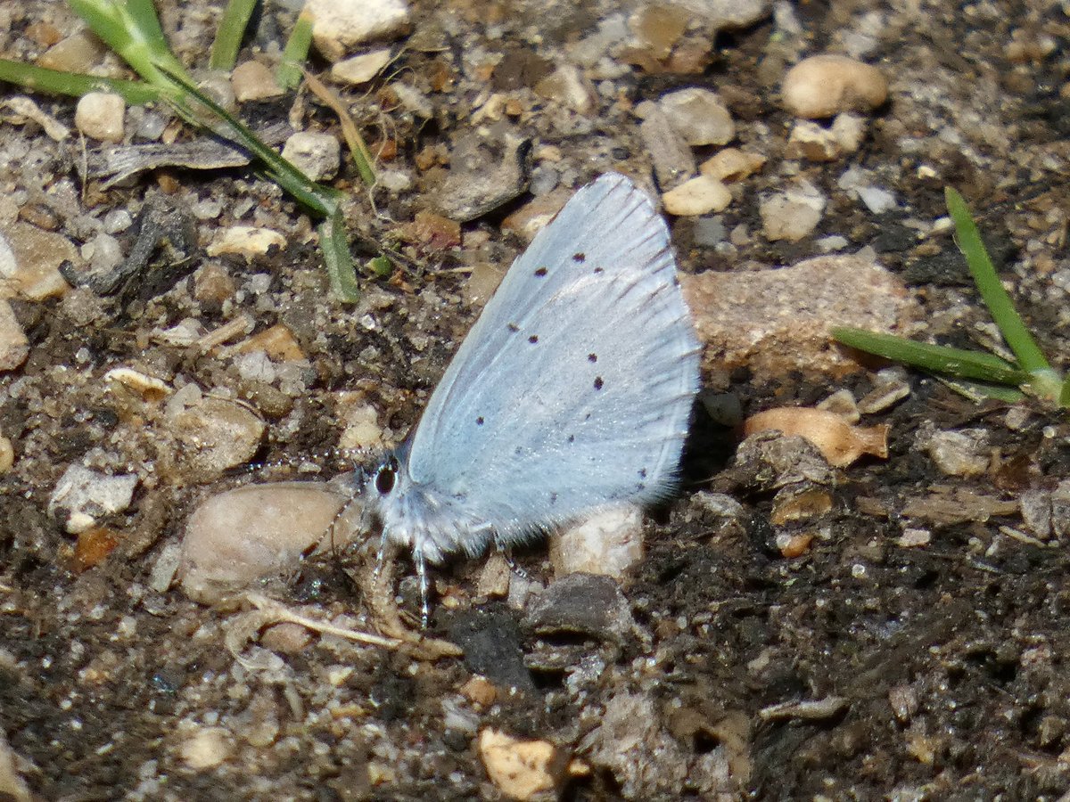 andy_goodey's tweet image. Some of the butterflies at Friday Wood, Colchester yesterday: Holly Blue, Speckled Wood, a good emergence of Small Coppers and Painted Lady. No sign of any green hairstreaks despite searching 
@bc_cambs_essex @EssexWildlife 
@EssexFieldClub 
#nature