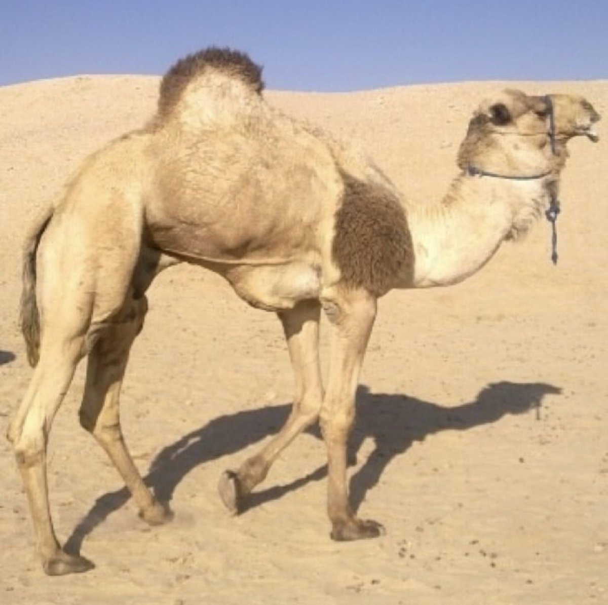 الهجن الاصايل 🐪 tweet media