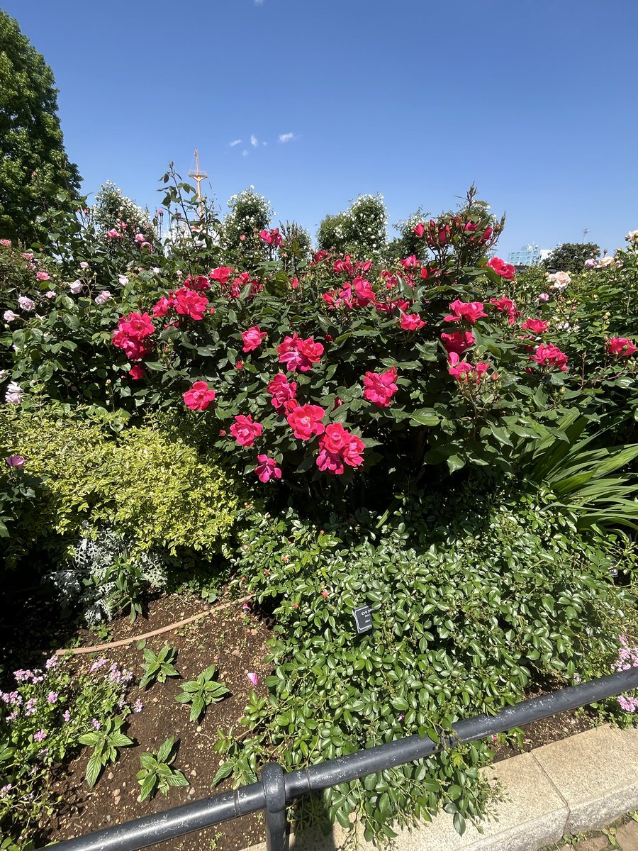 moon_magic_k's tweet photo. こんばんは。
ほうふしなこです。

久々に山下公園を散歩してきました。
薔薇が綺麗な時期で、ただただ美しさに囲まれてきました（笑）

ここに来るんと、自由だなぁって感じます。
大好きな空間と時間を過ごせたので、また一歩踏み出していきます！ https://t.co/d4ozl7JyQB