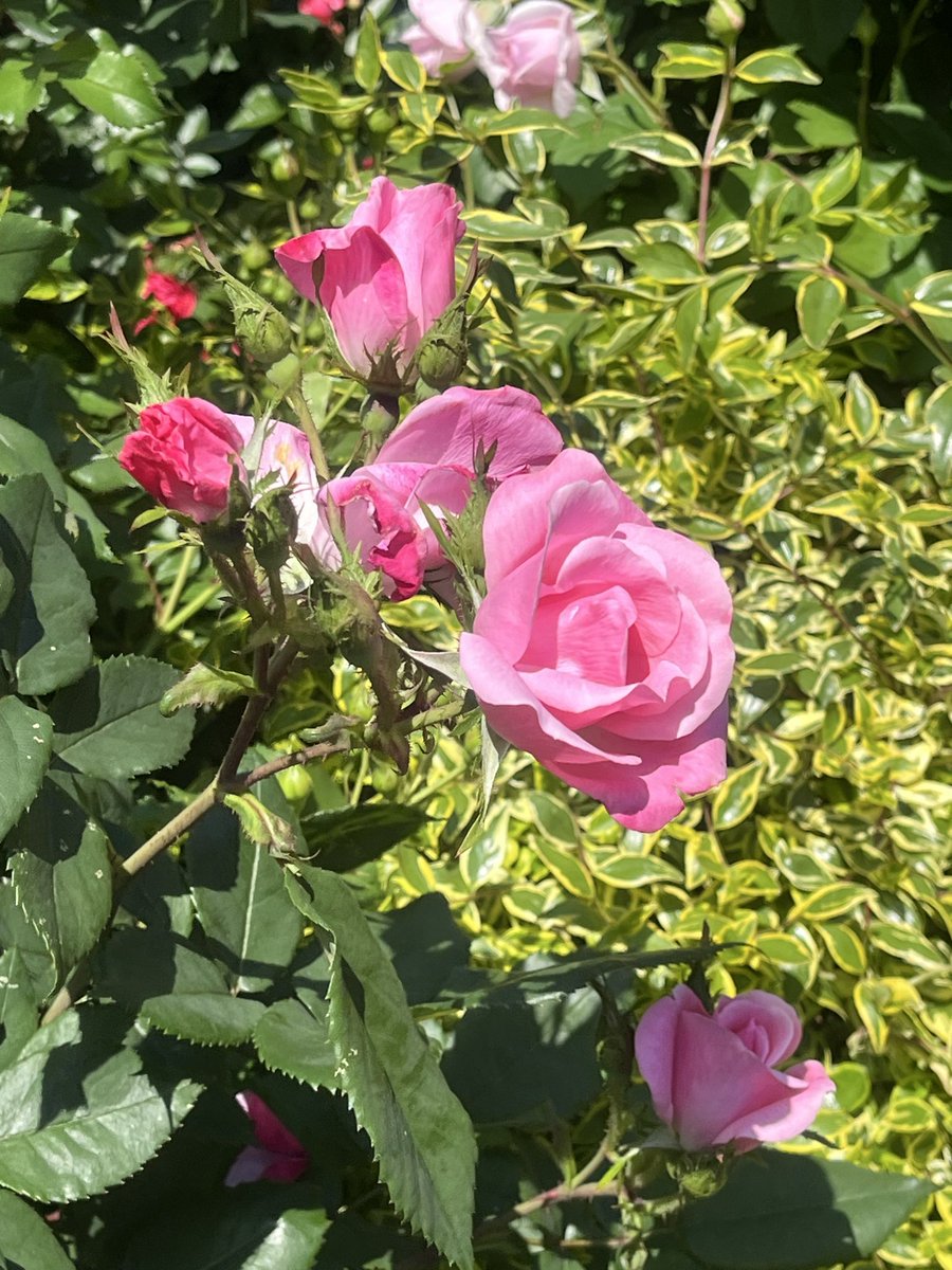 moon_magic_k's tweet photo. こんばんは。
ほうふしなこです。

久々に山下公園を散歩してきました。
薔薇が綺麗な時期で、ただただ美しさに囲まれてきました（笑）

ここに来るんと、自由だなぁって感じます。
大好きな空間と時間を過ごせたので、また一歩踏み出していきます！ https://t.co/d4ozl7JyQB