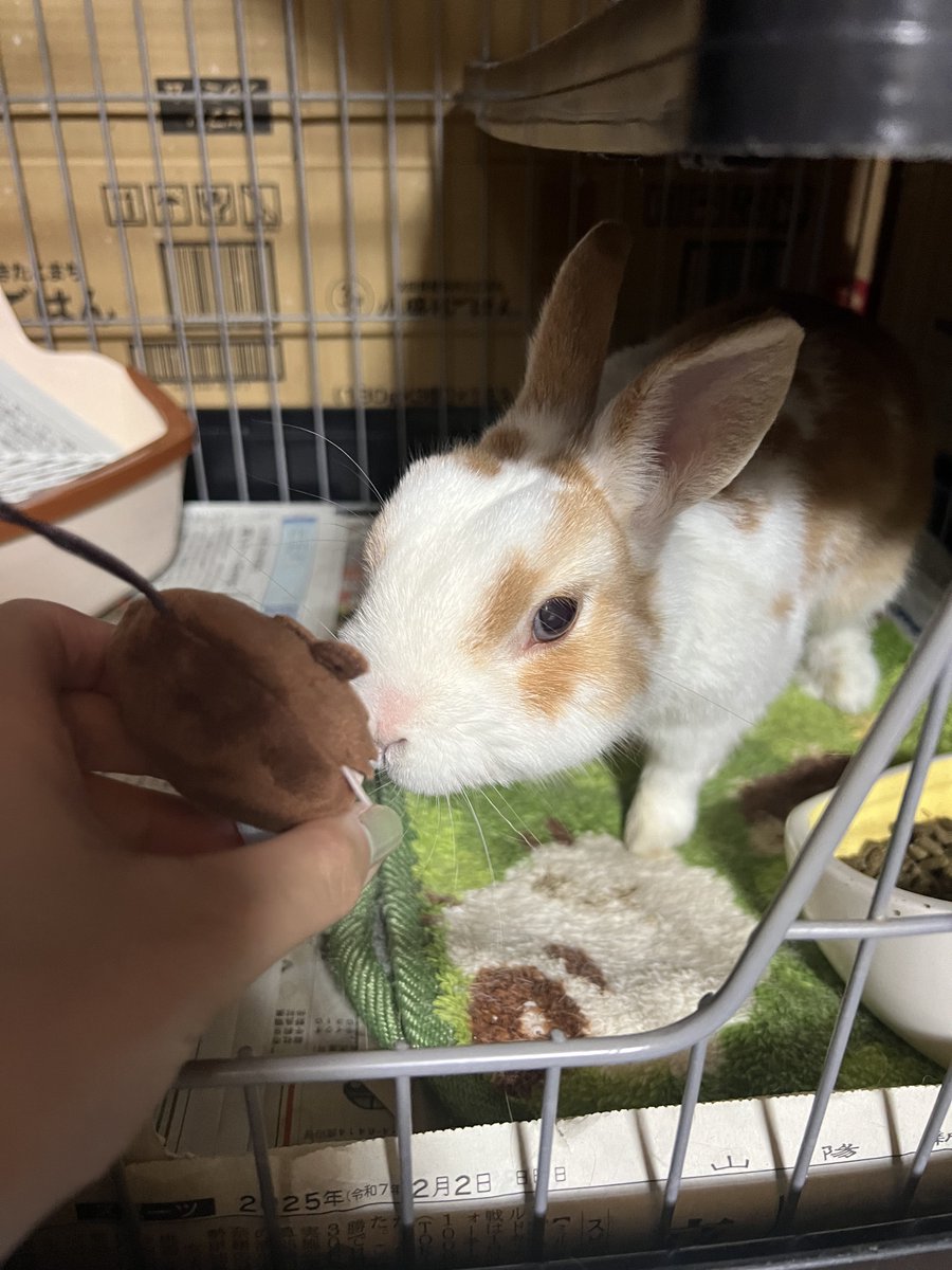 ロマーノ、うさぎやで
うさぎ、ロマーノやで