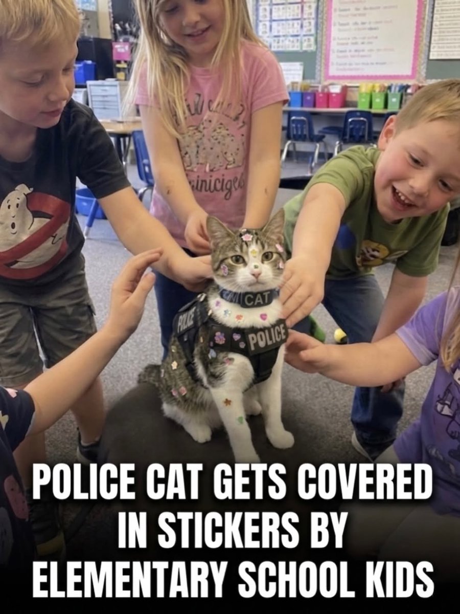 Cat Therapy 😸 tweet media