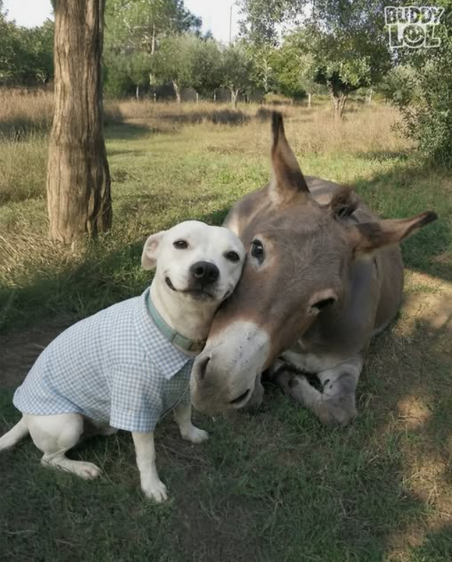 Tweets of Dogs tweet media