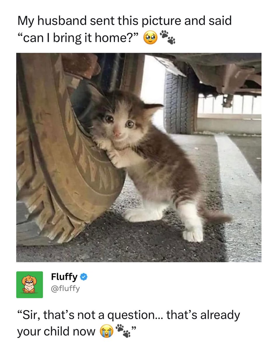 Cat Therapy 😸 tweet media