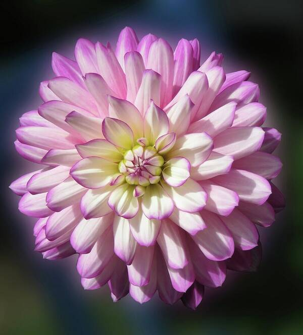 HurmerintaArt's tweet image. For lovely wall art, bags and pillows: 
One Amazing Summer Dahlia In The Garden.
Closeup photography.

#wallart #homedecoration #giftidea 

 johanna-hurmerinta.pixels.com/featured/one-a…