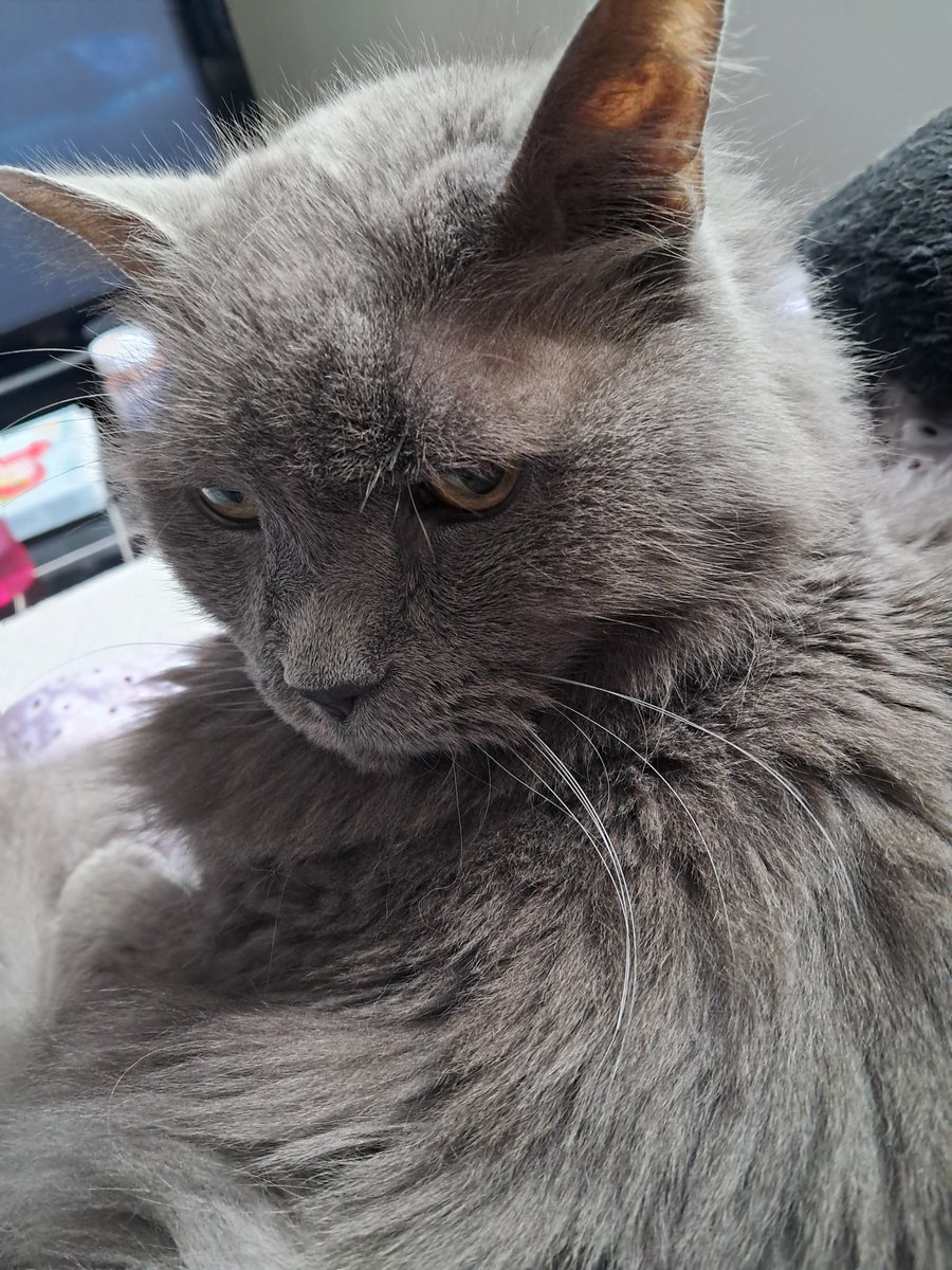 CatnPitEWrnglr's tweet image. It's Side Eye Sunday! Humans do something annoying (again🙄)? Bestow upon them a withering glare! Repeat if necessary. 

#CatsOfTwitter #Hedgewatch
