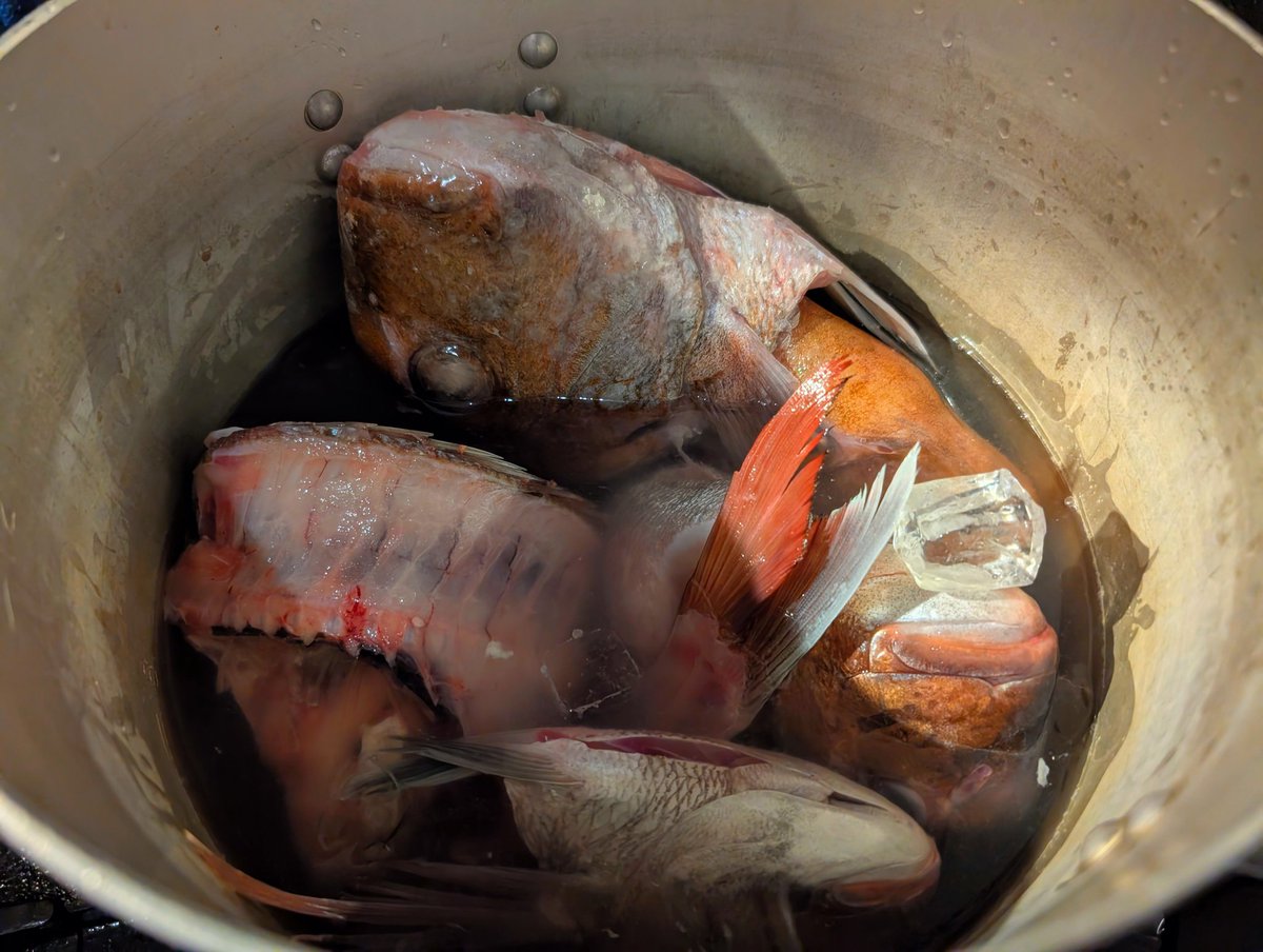 Spiceseeds96's tweet photo. 【フュメドポワソン】
当店では魚を下ろしたあと残るアラと骨を使って氷を入れて出汁を取ります。
これに余った人参やセロリ、パセリの茎を加えて濾すとブールブランソースの素になります。
鯛がポピュラーですが今の時期ならオジサンという魚を使って出汁を取ると絶品に https://t.co/SgGIu0smW3