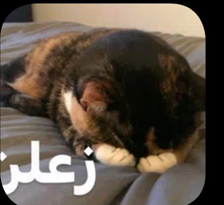 farahereee tweet media