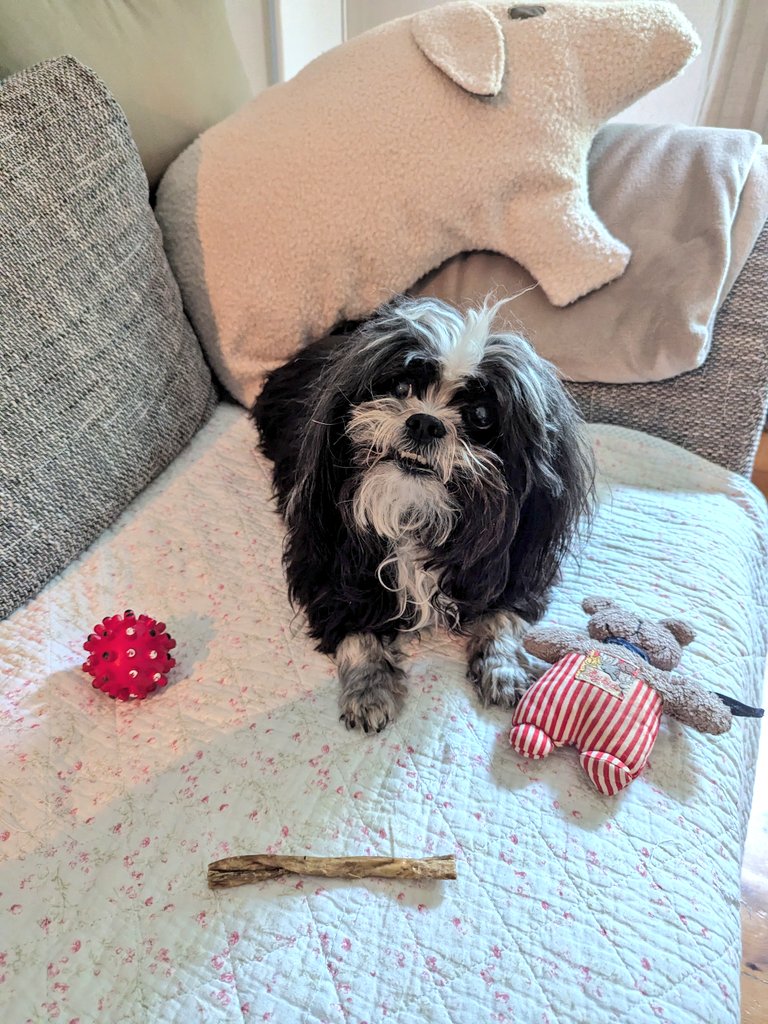 👑 Püppy 🎀 tweet media