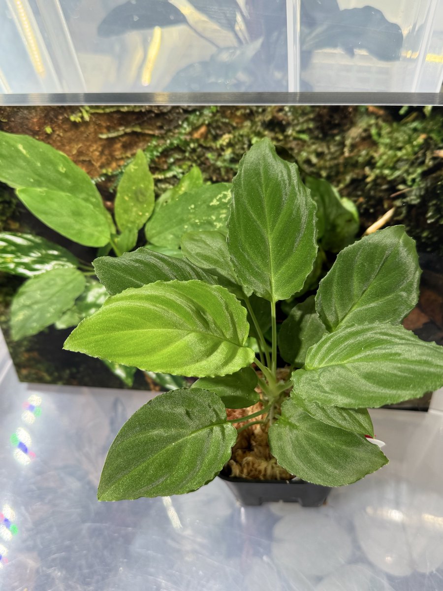 Homalomena sp 