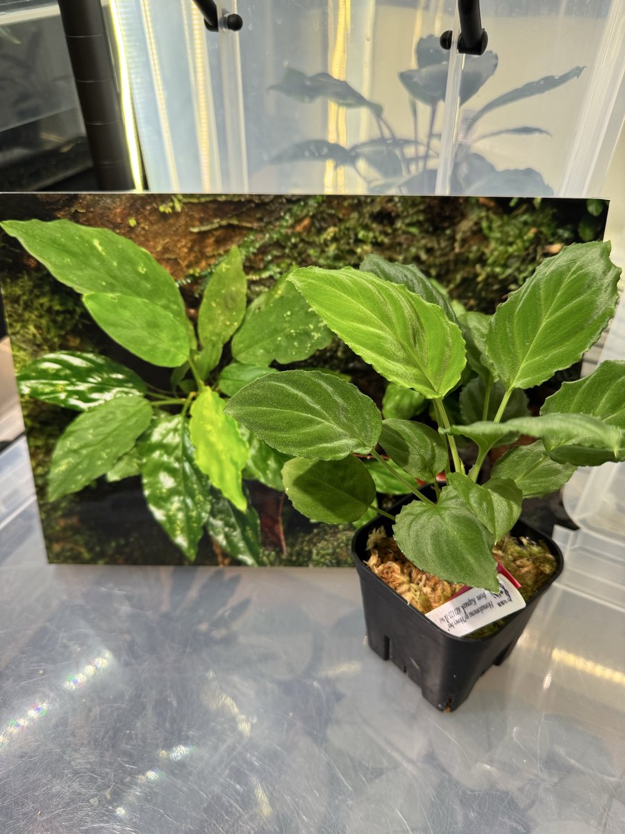 Homalomena sp 