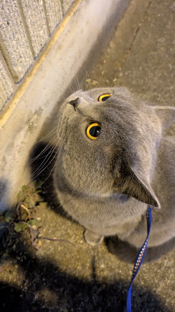 tom_the_cat0730's tweet image. 昨日の夜🌟
蠍座満月の月光浴散歩🌝
まだ大きい音は怖いけど、
カートに乗ってのお散歩は楽しいにゃ😸🐾
.
#CatsOfTwitter
#CatLife
#KittyLoaf
#Meow
#BritishShorthair
#ねこ
#猫
#にゃんこ
#Кот
#Британскаякороткошёрстная