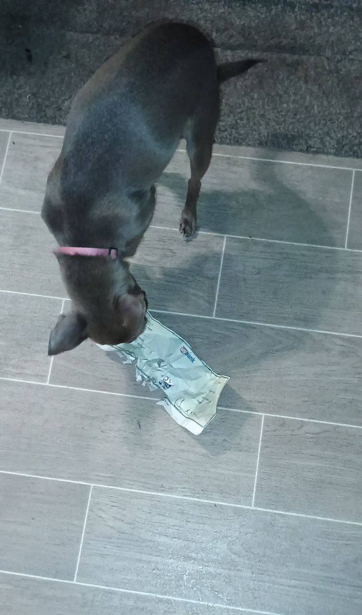 Dog Chop Trenches Checker 😭😭😭 Jesus wetin never happen before