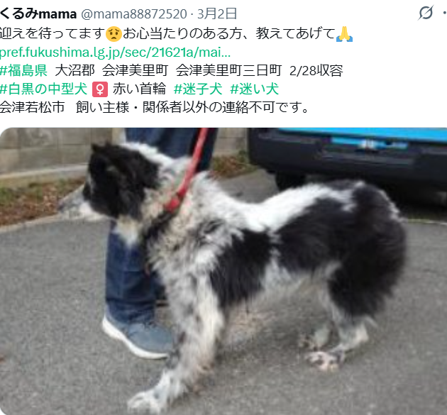 残念ながら迎えなく #里親募集 になりました😔
pref.fukushima.lg.jp/sec/21621a/jot…
素敵なご縁💗祈ってます🙏  #福島県  里親募集中
会津美里町  #迷子犬  白黒の中型犬 ♀️ ブチちゃん【26-04-04】