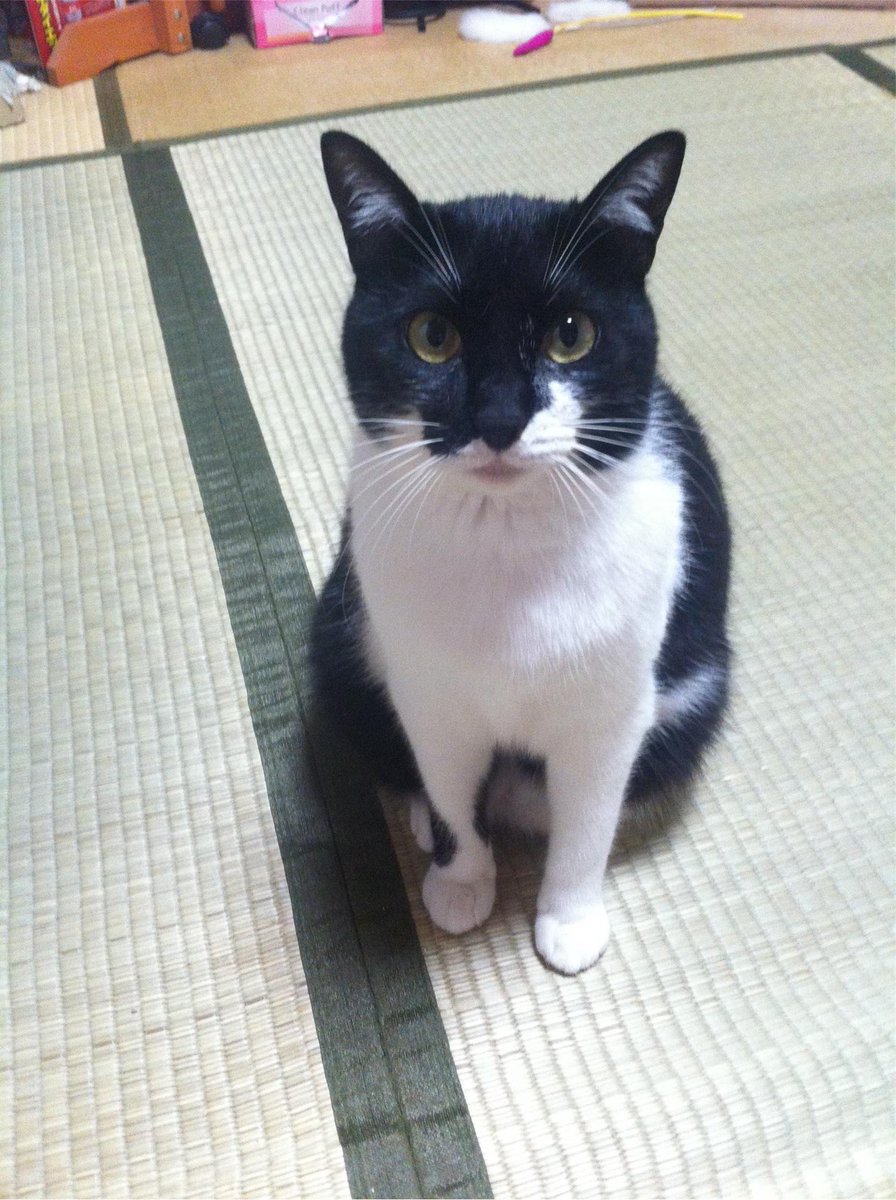 あさき tweet media