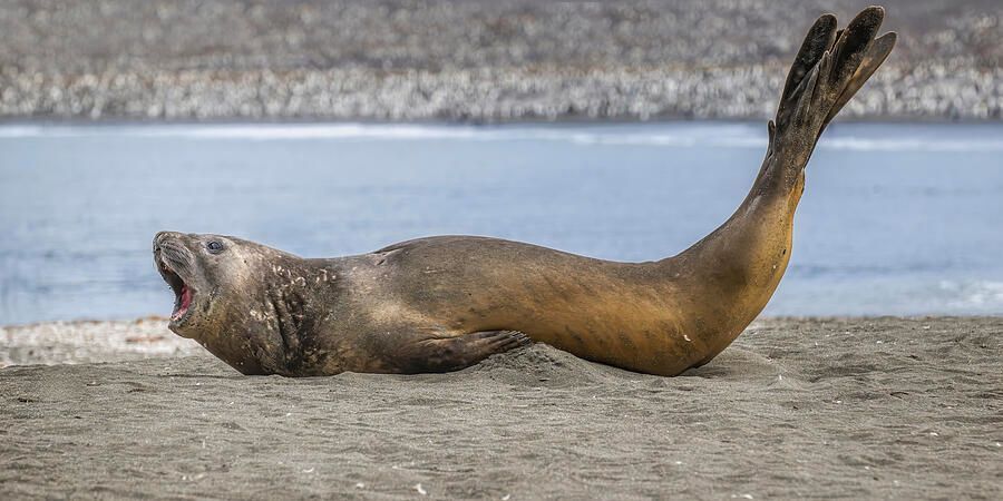 joancarroll's tweet image. Elephant Seal on the Beach! buff.ly/FgFGRg8 #elephantseal #seal #southgeorgia #marine #mammal #marinelife #wildlife #wildlifephotography #beach #coastal #ocean #shoreline #buyart #wallart #artforsale #artstore #travel #travelphotography #wallartforsale #giftideas