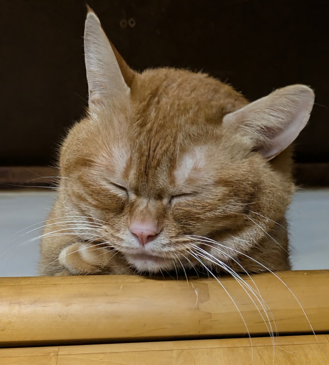 popncat tweet media