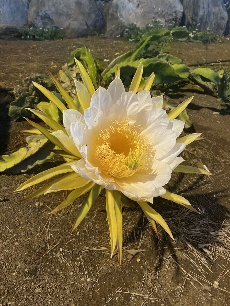 Beach🏖️- Ocean🌊- Sun ☀️ tweet media