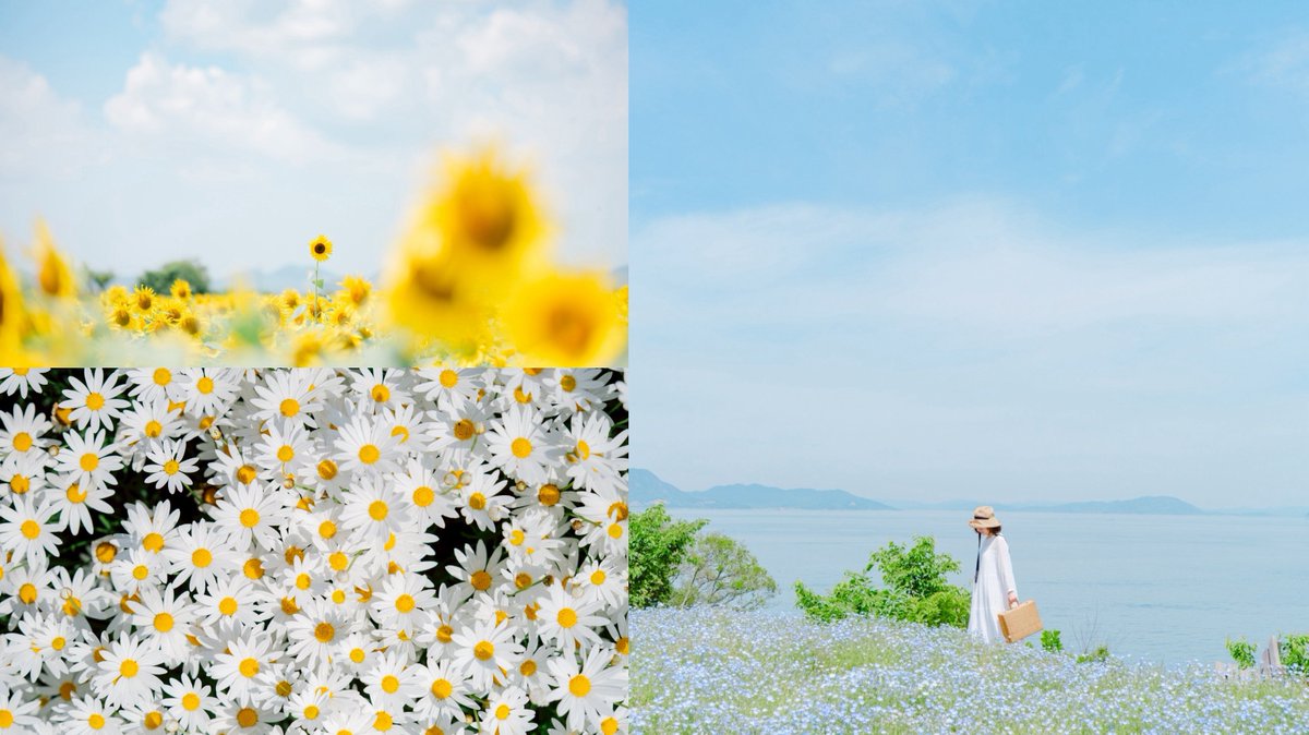 camel8326's tweet photo. ＼オンライン お花撮影講座のお知らせ／
富士フイルムさんにて、お花写真の講座を開催します！
春・夏のお花をテーマに「優しくかわいい、心ときめく1枚」を撮るためのポイントをお伝えします。
初心者の方も大歓迎！アーカイブもあるので、この機会にぜひ◎
※FUJIFILMユーザー以外の方もOKです! https://t.co/B0ApRv06qW