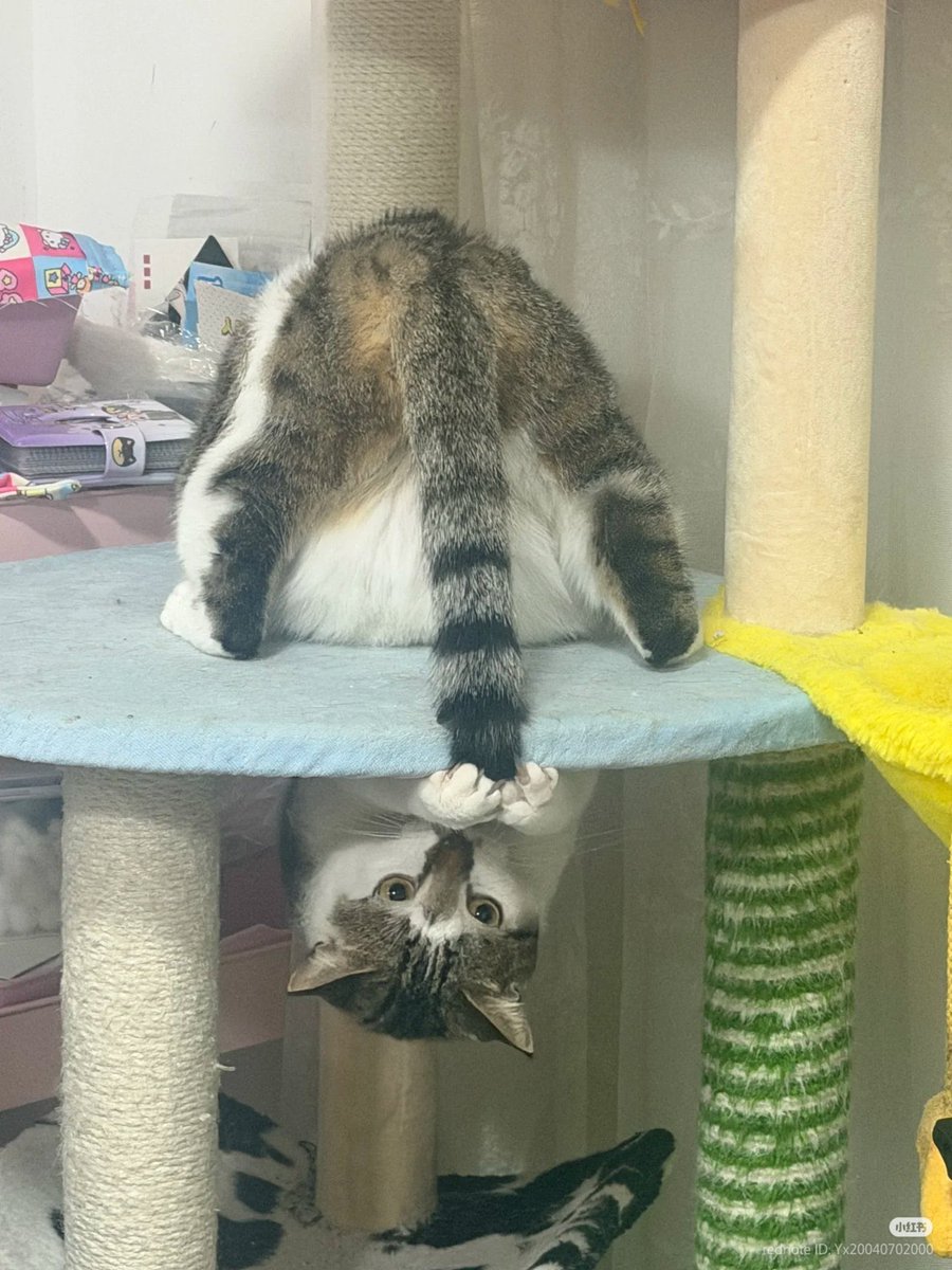 どんなおもちゃよりも自分のしっぽが大好きな猫
