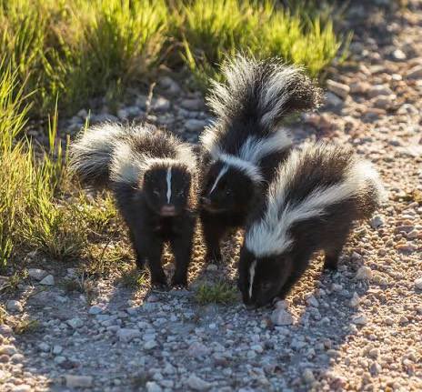 Skunk tweet media