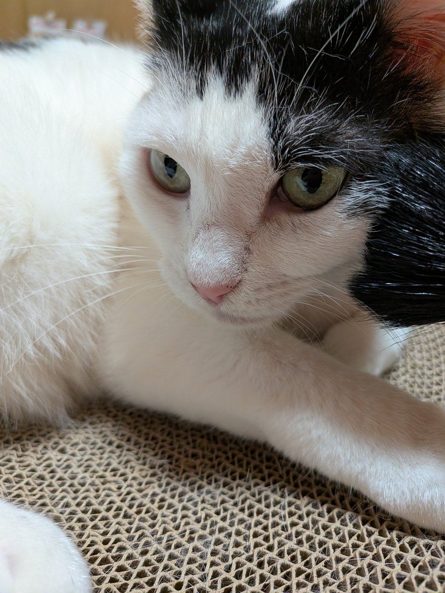 🐈️