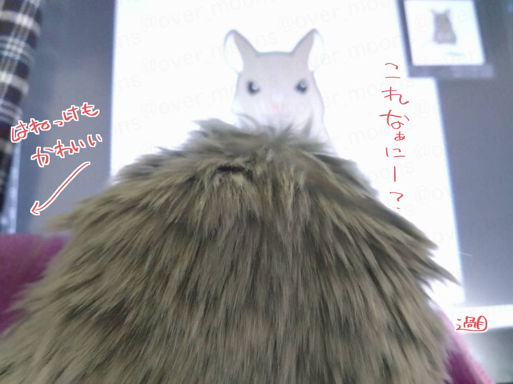 過月 tweet media